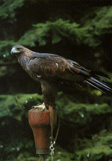 Steinadler 'Taiga'