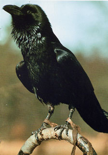 Kolkrabe 'Huckebein'