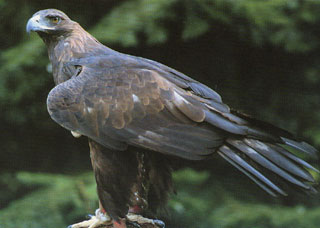 Steinadler 'Taiga'