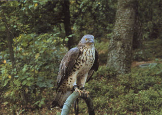 Wespenbussard 'Memme'