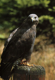 M&auml;usebussard 'Blacky'